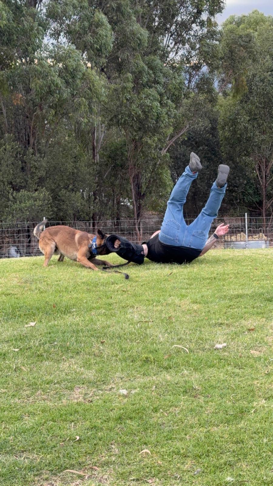 Bite Work & Decoy Drills